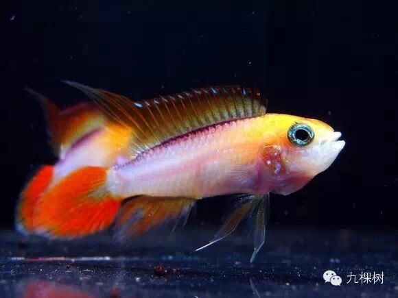 短尾金波子_金波子长尾短尾哪个好看_金波子和凤尾哪个好