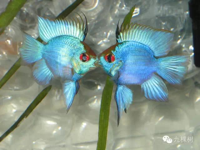 金波子长尾短尾哪个好看_短尾金波子_金波子和凤尾哪个好