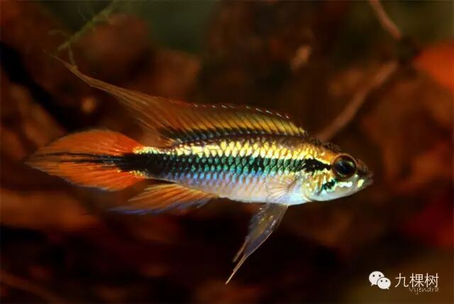 短尾金波子_金波子长尾短尾哪个好看_金波子和凤尾哪个好