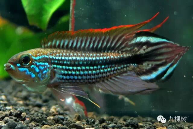 短尾金波子_金波子和凤尾哪个好_金波子长尾短尾哪个好看