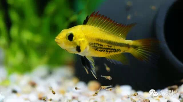 金波子长尾短尾哪个好看_金波子和凤尾哪个好_短尾金波子