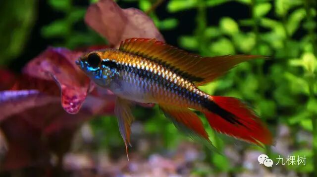 金波子长尾短尾哪个好看_金波子和凤尾哪个好_短尾金波子