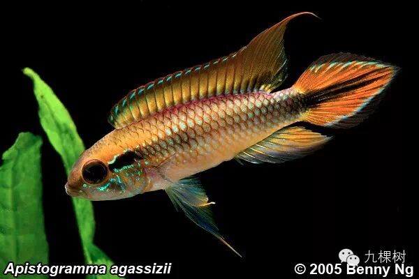 金波子长尾短尾哪个好看_短尾金波子_金波子和凤尾哪个好