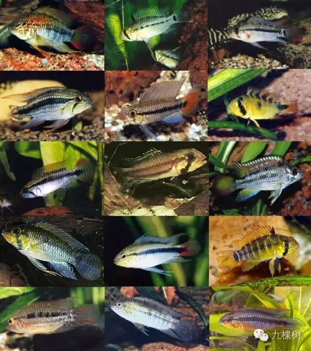 短尾金波子_金波子长尾短尾哪个好看_金波子和凤尾哪个好