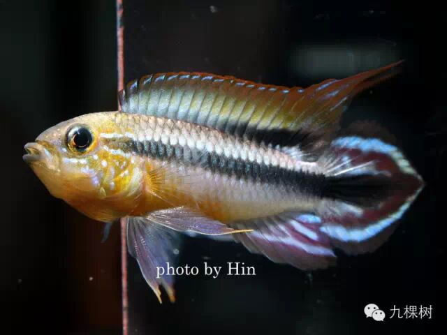 金波子和凤尾哪个好_短尾金波子_金波子长尾短尾哪个好看