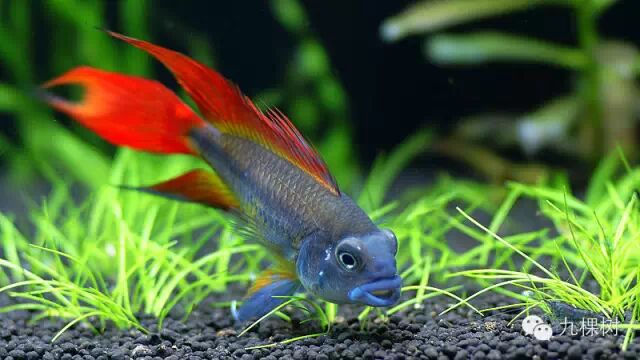 金波子长尾短尾哪个好看_短尾金波子_金波子和凤尾哪个好