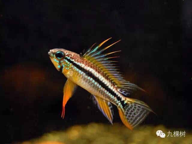 金波子长尾短尾哪个好看_短尾金波子_金波子和凤尾哪个好