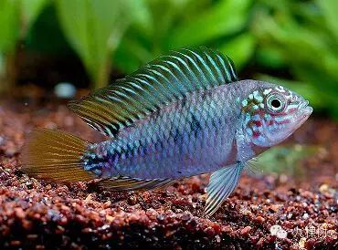 短尾金波子_金波子长尾短尾哪个好看_金波子和凤尾哪个好