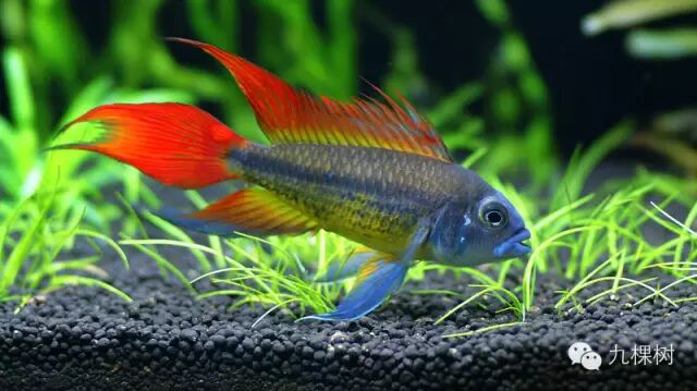 金波子和凤尾哪个好_短尾金波子_金波子长尾短尾哪个好看