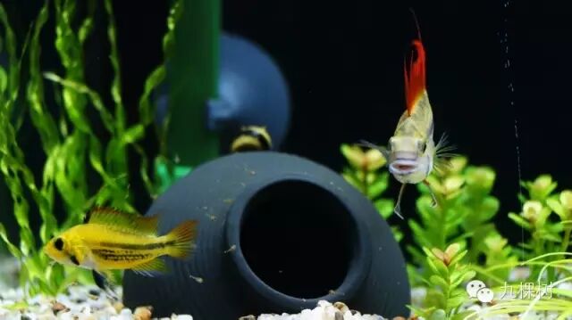 金波子和凤尾哪个好_金波子长尾短尾哪个好看_短尾金波子