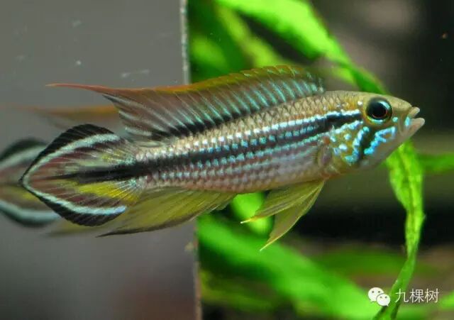 金波子和凤尾哪个好_金波子长尾短尾哪个好看_短尾金波子