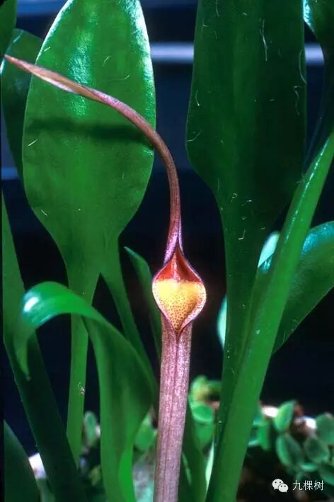 水中贵族佛焰苞椒草百科
