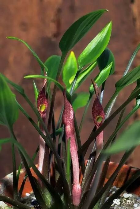 水中贵族佛焰苞椒草百科