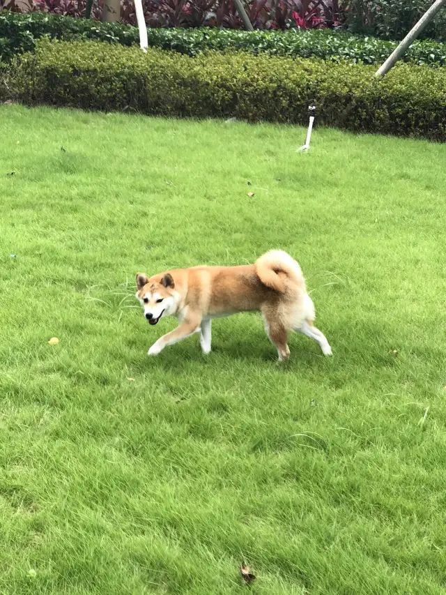 柴犬到底是什麼可愛敗家玩意兒啊！ 寵物 第38張