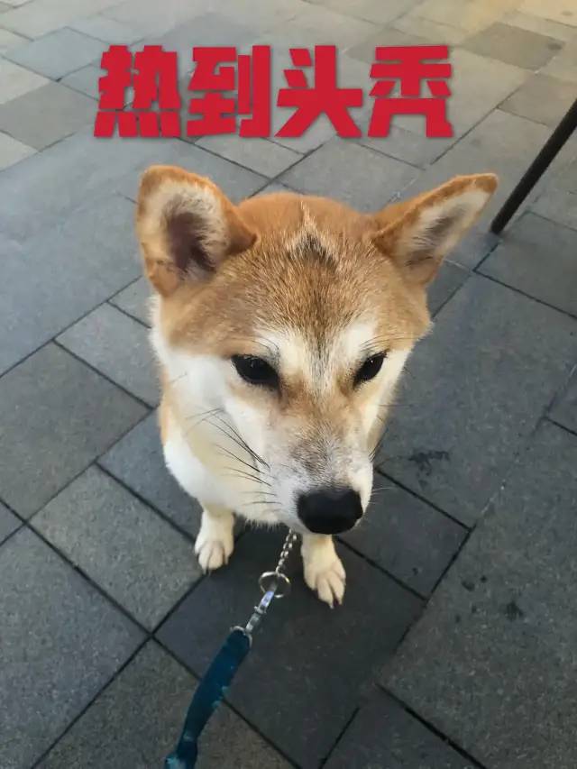 柴犬到底是什麼可愛敗家玩意兒啊！ 寵物 第36張