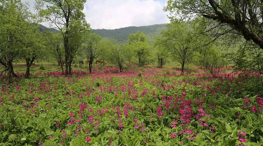 汉源桌子山:草原,天池,报春花海!(附路线)