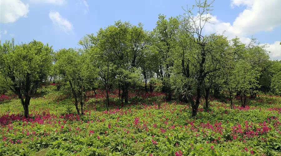 汉源桌子山公路图片