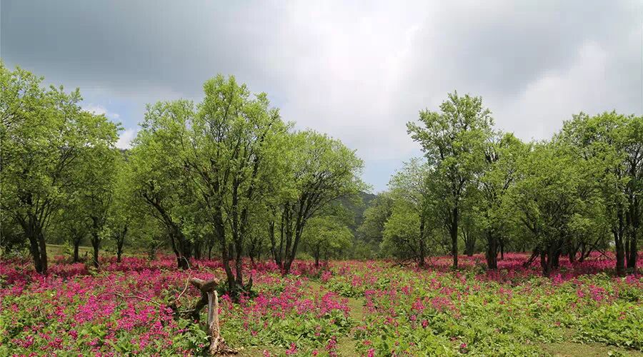 汉源桌子山:草原,天池,报春花海!(附路线)