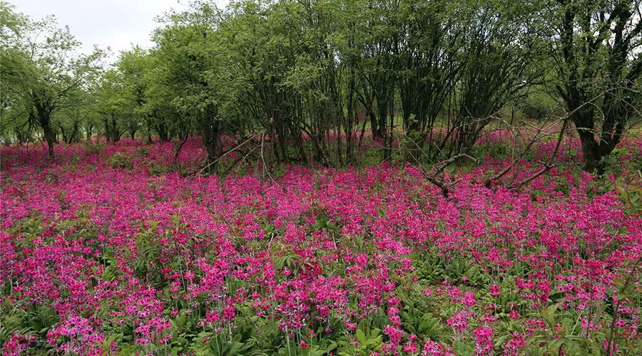 汉源桌子山:草原,天池,报春花海!(附路线)