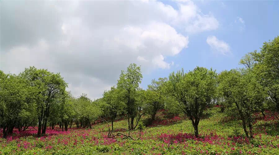 汉源桌子山:草原,天池,报春花海!(附路线)