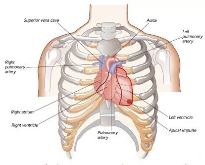 心脏具体位置图片