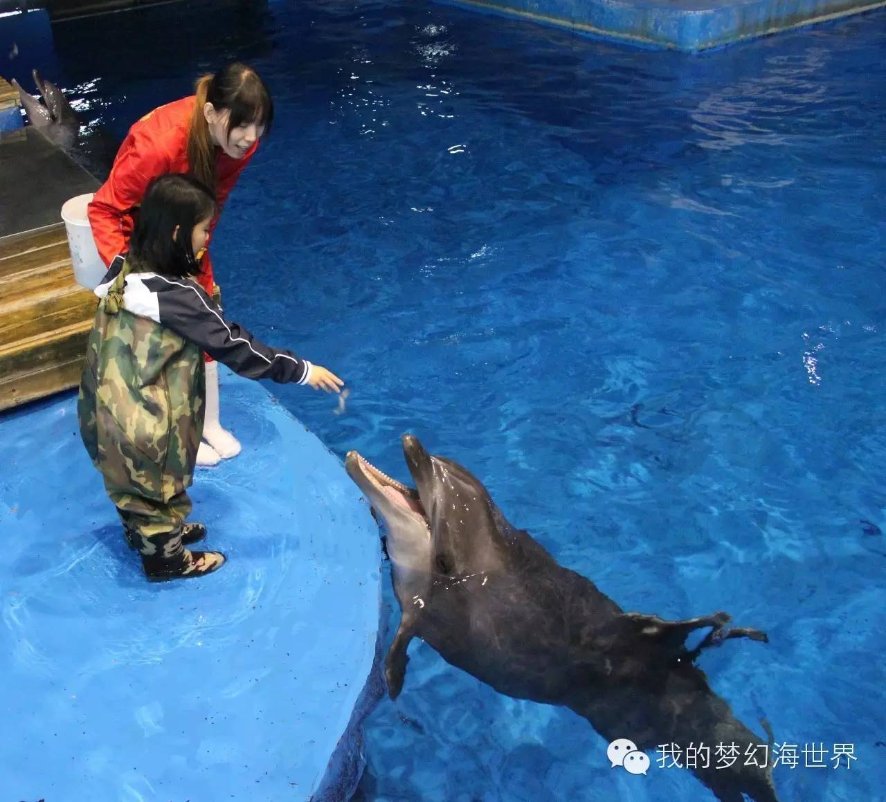 北京海洋館海豚親子時間