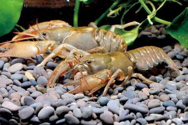 【鳌虾】分类与养殖!