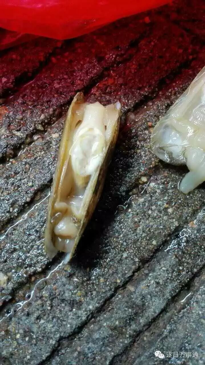 遂昌市民蛏子里吃出寄生虫!真相是.那玩意叫"晶杆"
