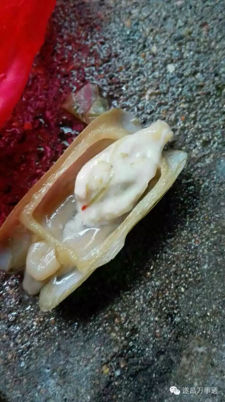 遂昌市民蛏子里吃出寄生虫!真相是.那玩意叫"晶杆"