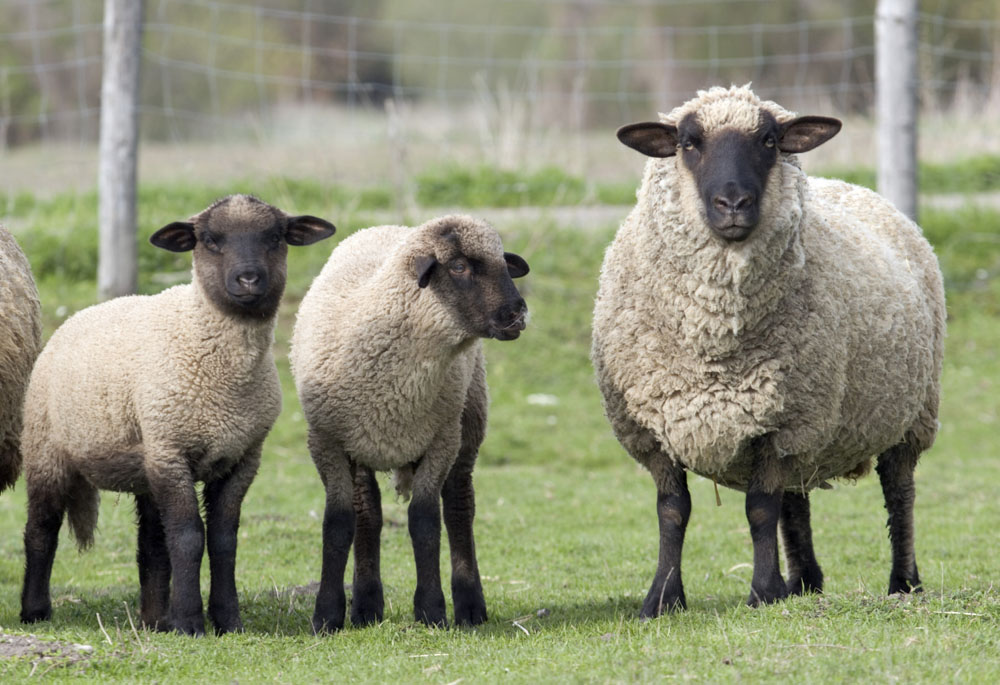 涨姿势 6个和羊有关的冷知识 看完我就震惊了 文章