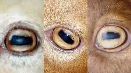 涨姿势 6个和羊有关的冷知识 看完我就震惊了 文章