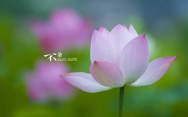 我是佛前一朵青莲音画美文
