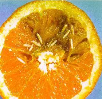 艾老师问答果蝇的3个终极人生问题