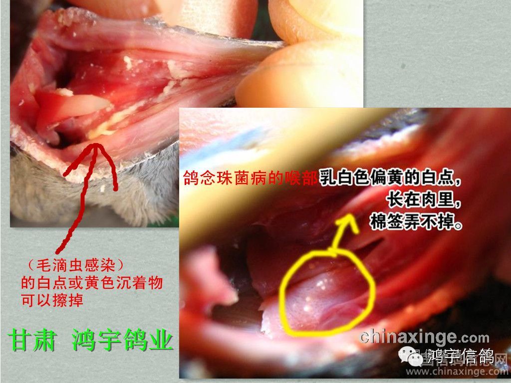 赛鸽毛滴虫的症状图片图片