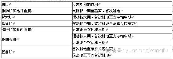 步态分析上曲线怎么解读超详细步态分析！一文读懂_https://www.jmylbn.com_新闻资讯_第7张