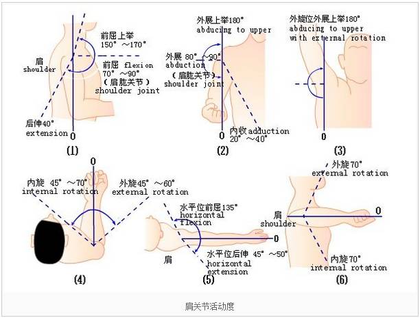 关节活动正常范围