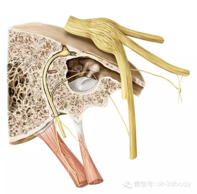 結構複雜而精細,又名迷路,內含聽覺與位覺感受器,由骨迷路,膜迷路兩