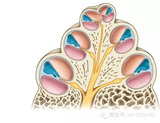 高清内耳解剖欣赏_医学界-助力医生临床决策和职业成长