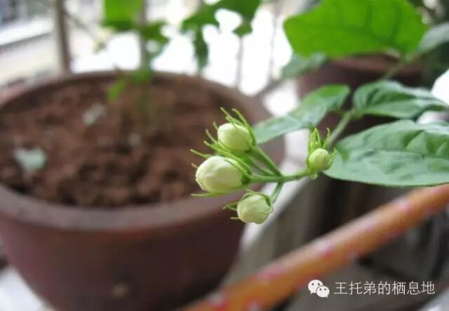 罗世平/阳台上的茉莉花