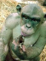 火体虫_怎么判断狗狗体内有虫_狗狗体内有虫会呕吐吗