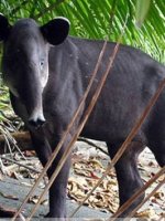 火体虫_怎么判断狗狗体内有虫_狗狗体内有虫会呕吐吗