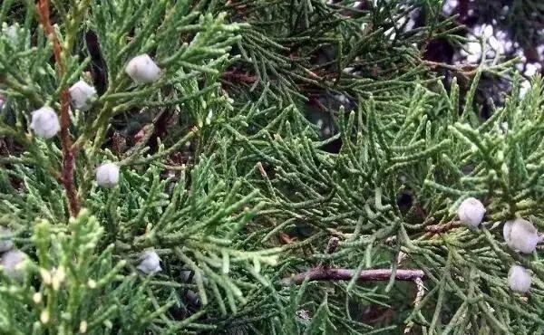 侧柏叶的功效与作用 经营健康 幼儿园