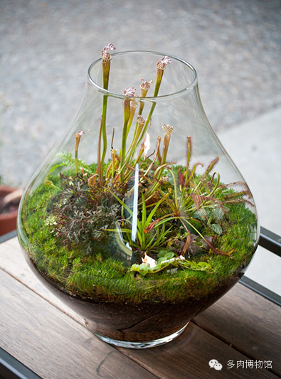 50组超美的多肉微景观
