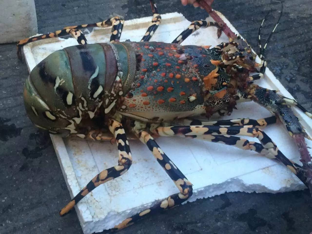 西沙群岛的大龙虾图片