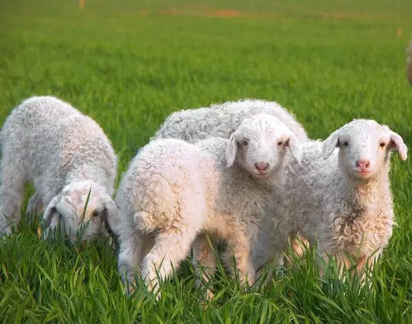 基因组时代的畜牧遗传育种研究