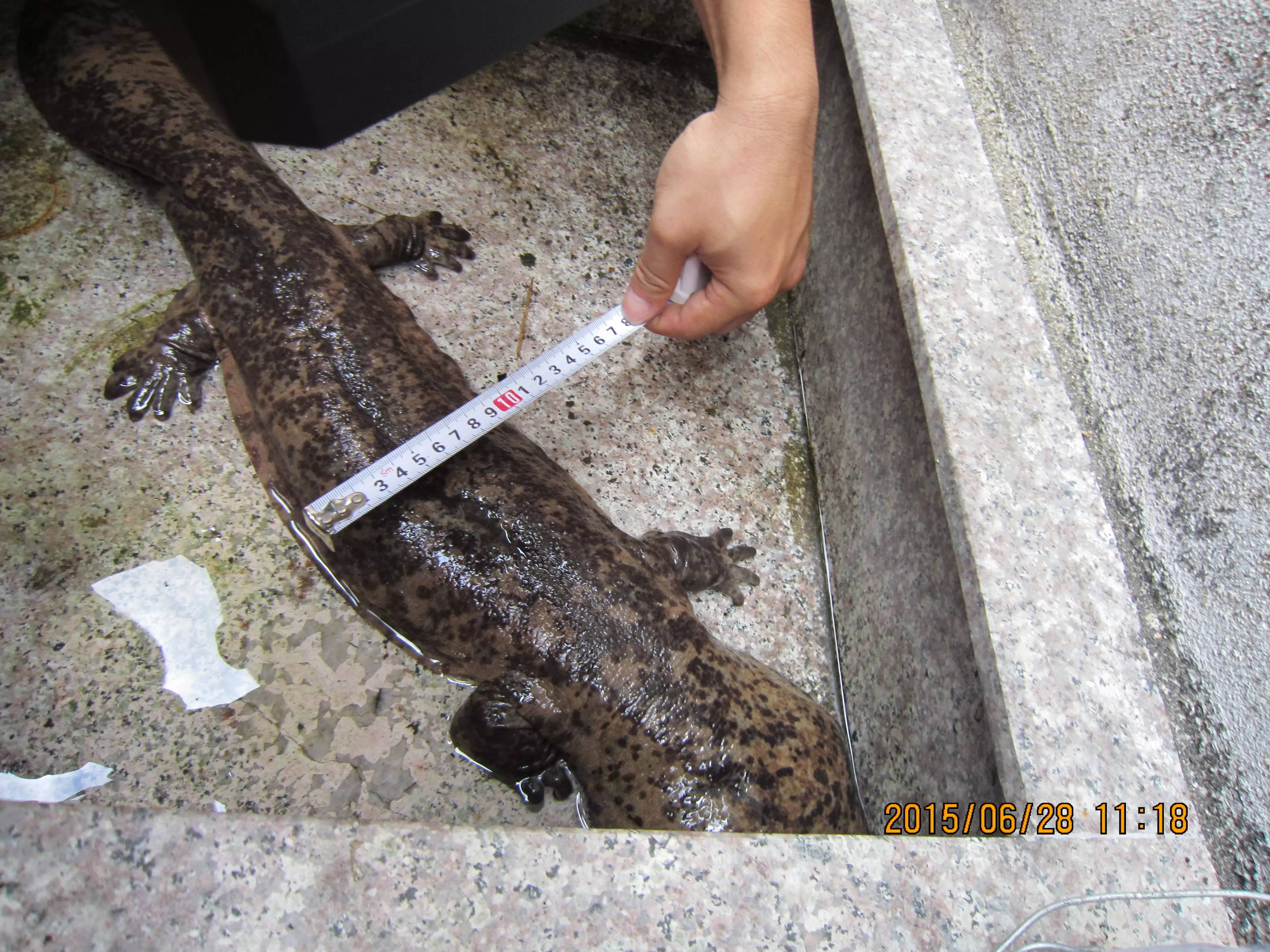 福安一村民游泳抓到野生娃娃鱼,养了几天后决定