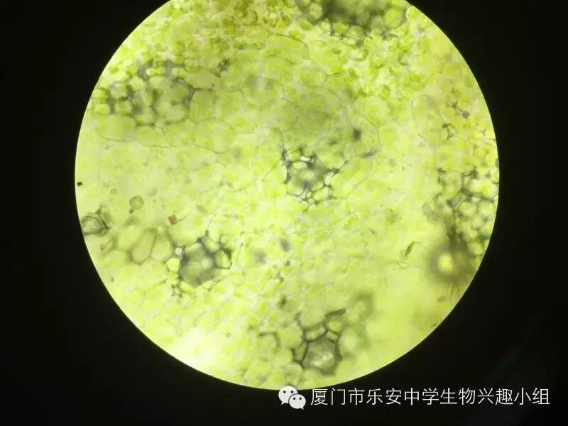 2015科技节活动1观察不同类群植物的叶绿体形态