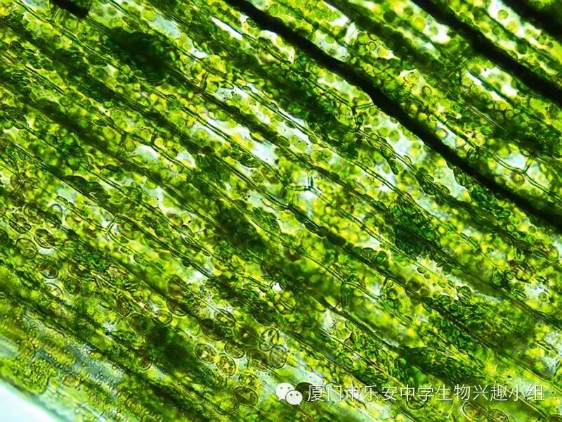 2015科技节活动1观察不同类群植物的叶绿体形态