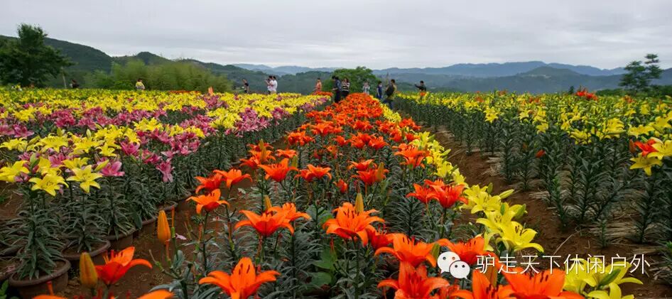 【驴走天下休闲户外】20150614三门沙柳镇看百合花,木勺沙滩看海一