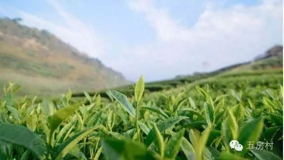 【綠茶專欄】家鄉的味道——五房茶